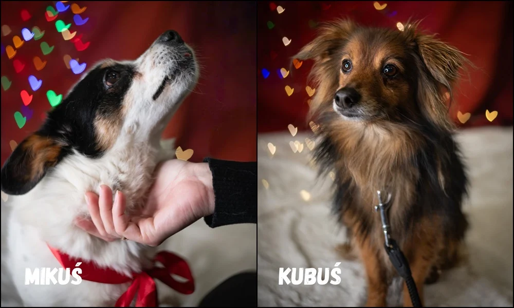 Ruda Śląska: Schroniskowe zwierzaki polecają się do adopcji