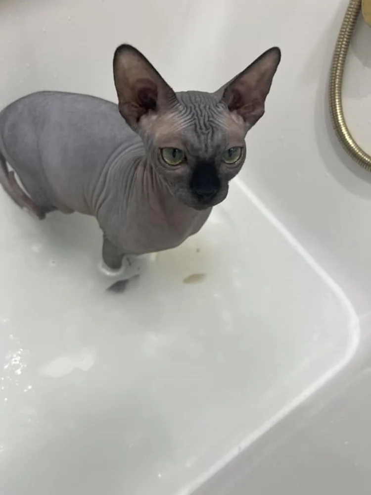 Światowy Dzień Kota 1