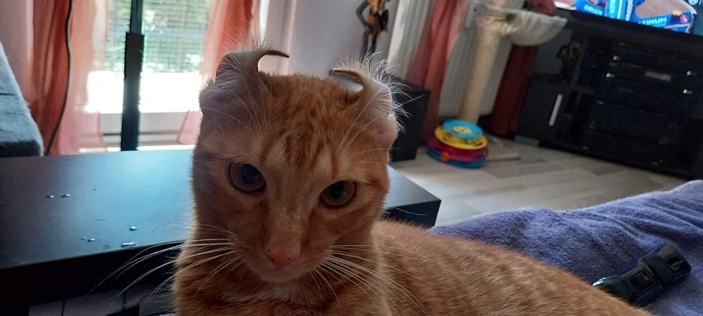 Światowy Dzień Kota 2