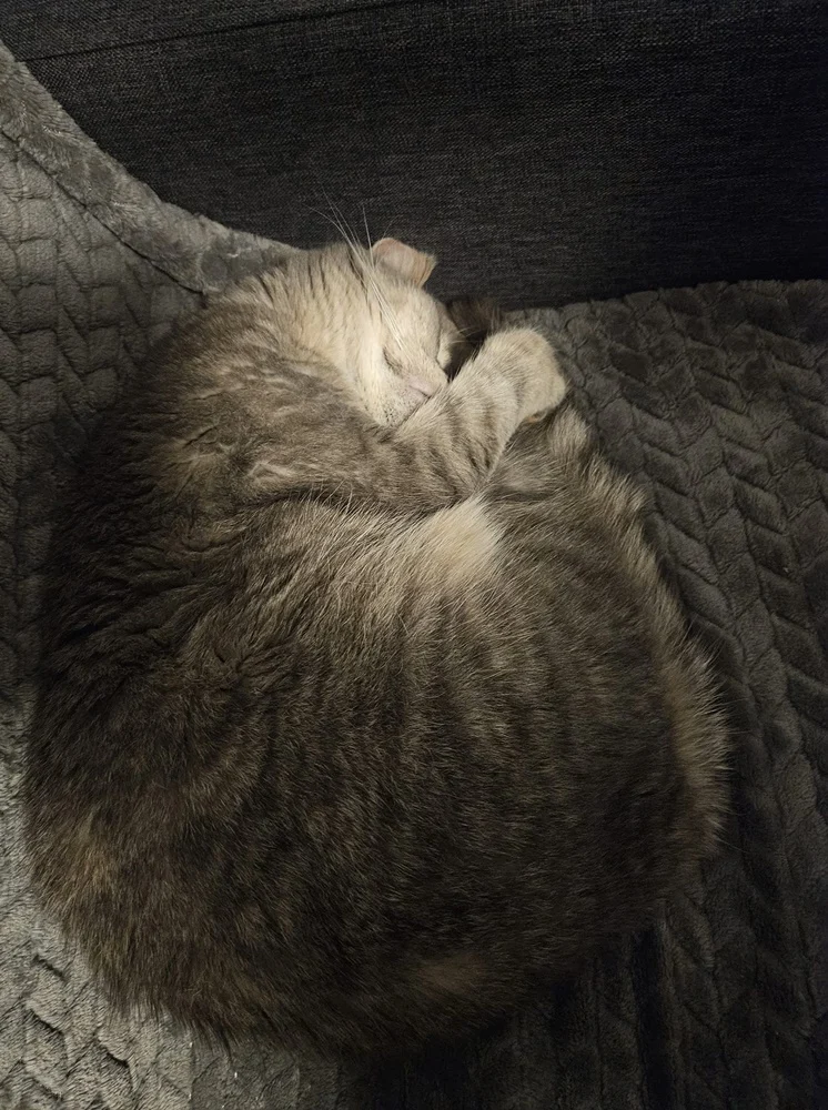 Światowy Dzień Kota 3