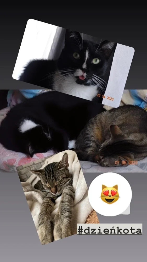 Światowy Dzień Kota 4