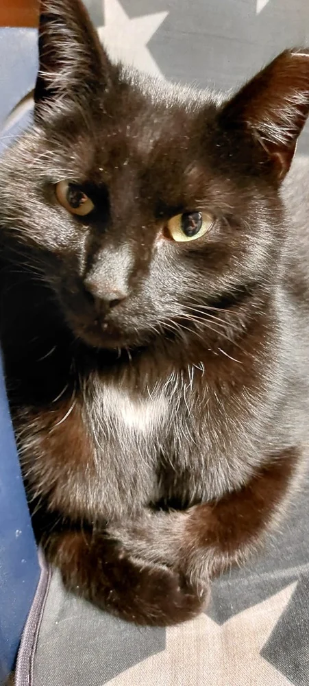 Światowy Dzień Kota 5