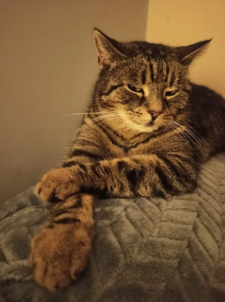 Światowy Dzień Kota 6