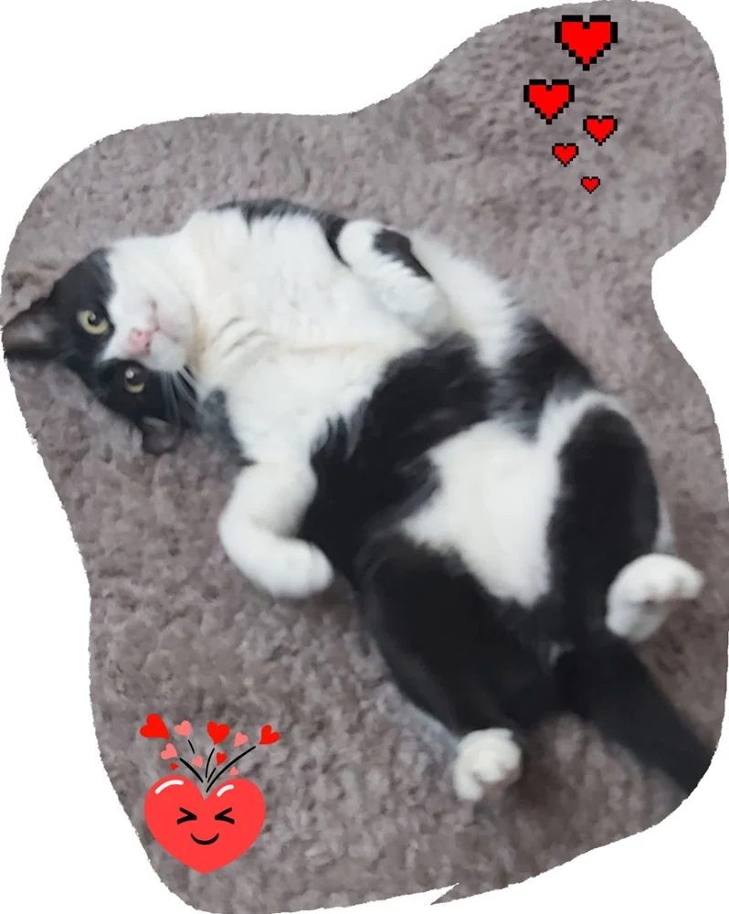 Światowy Dzień Kota 8