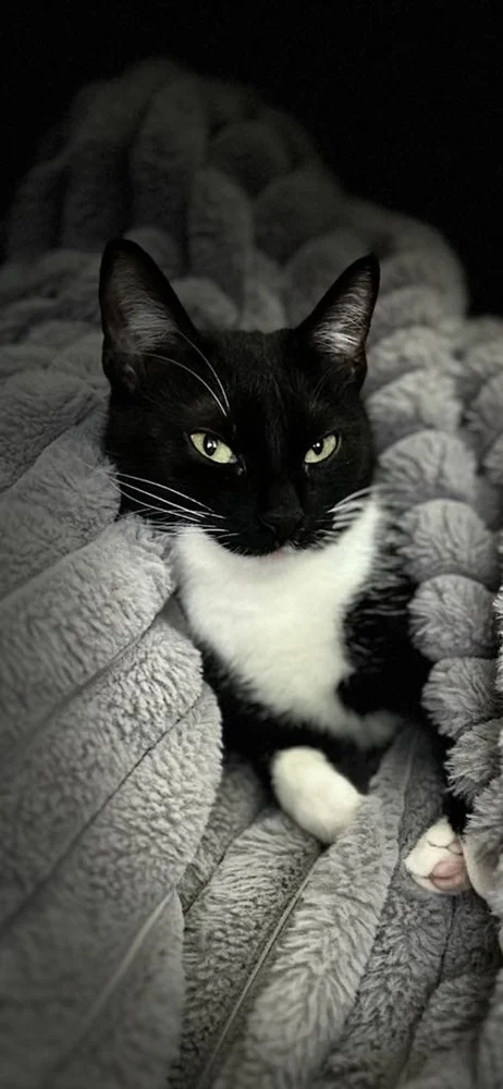 Światowy Dzień Kota 9