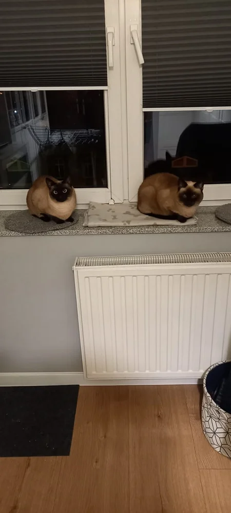 Światowy Dzień Kota 10