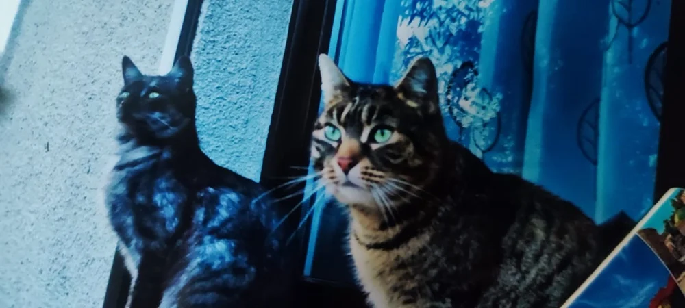 Światowy Dzień Kota 11