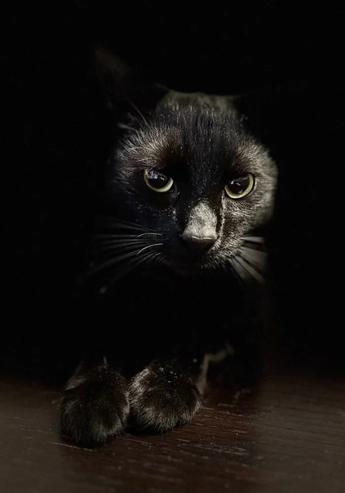 Światowy Dzień Kota 12