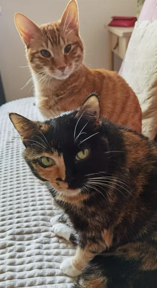 Światowy Dzień Kota 13