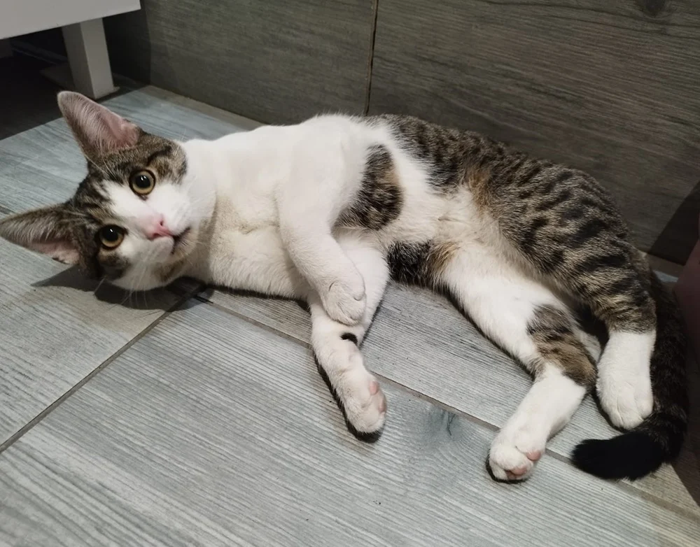 Światowy Dzień Kota 14