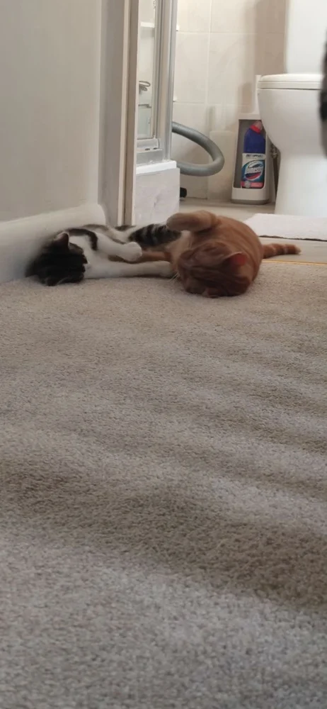 Światowy Dzień Kota 15