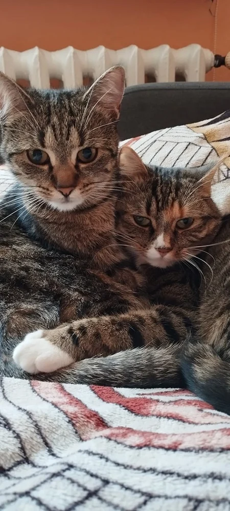 Światowy Dzień Kota 16