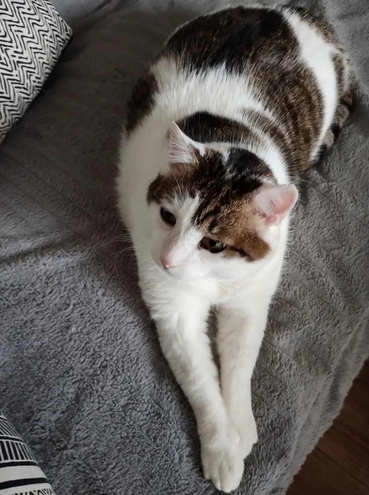 Światowy Dzień Kota 17