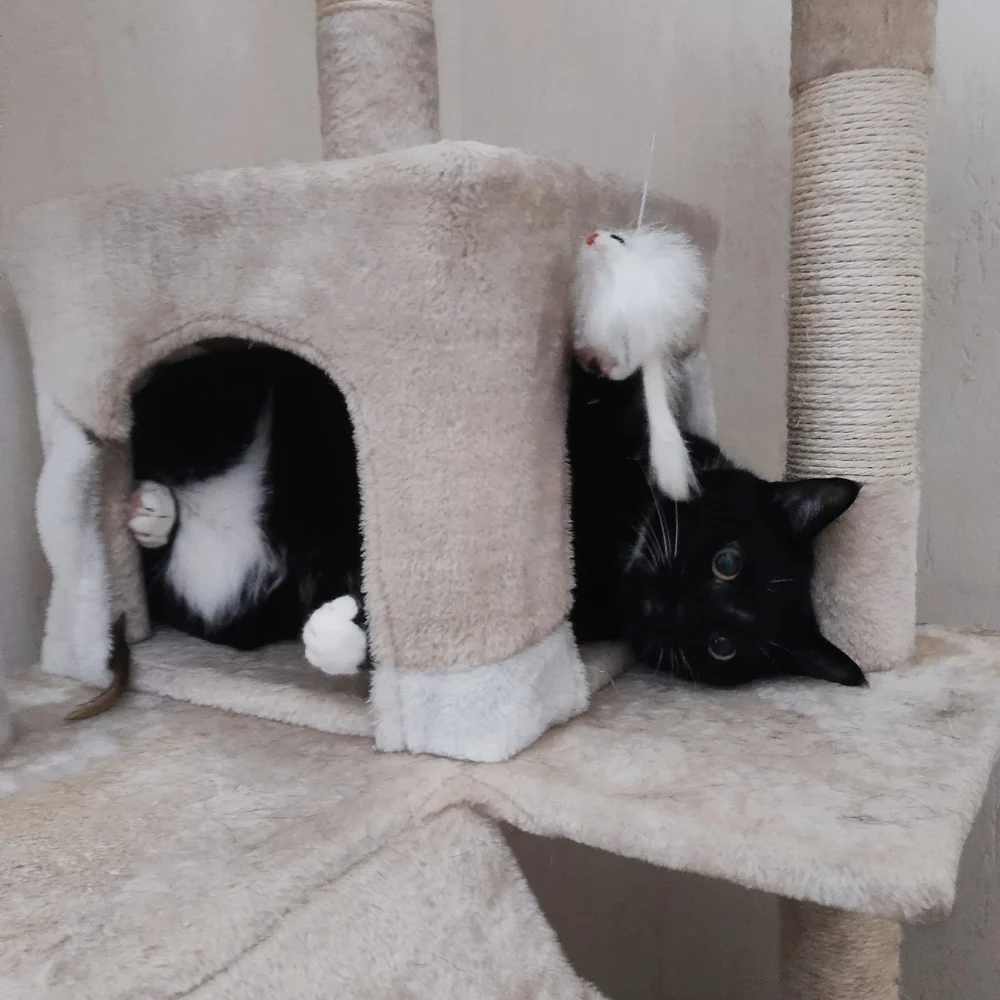 Światowy Dzień Kota 18