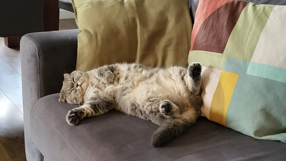 Światowy Dzień Kota 19