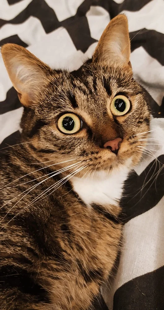 Światowy Dzień Kota 20