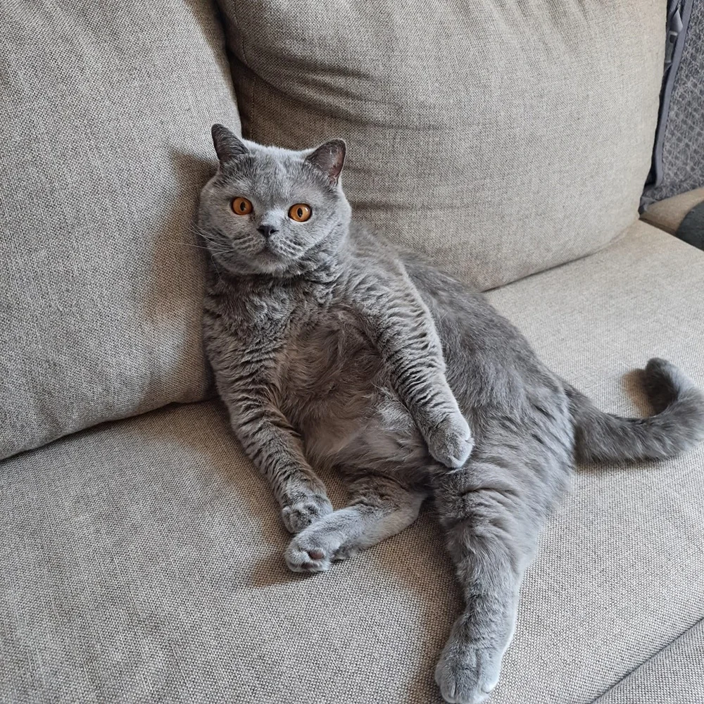 Światowy Dzień Kota 21