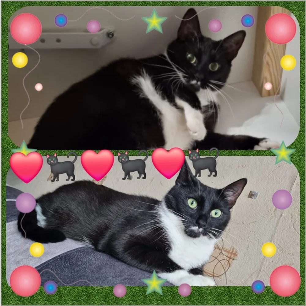 Światowy Dzień Kota 22