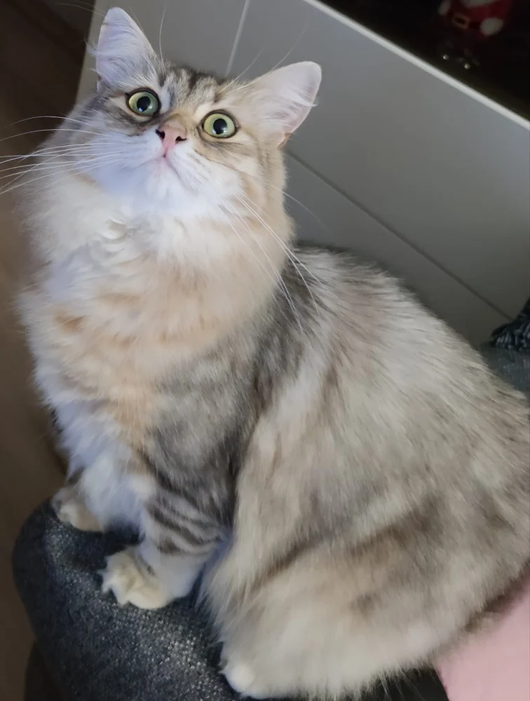 Światowy Dzień Kota 23