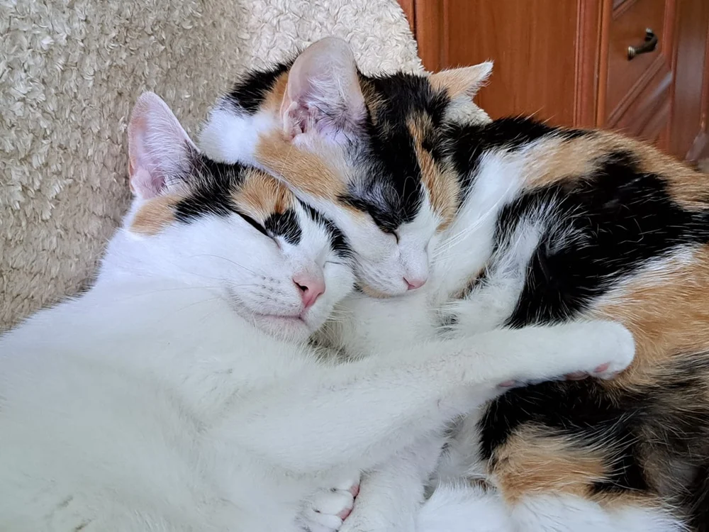 Światowy Dzień Kota 24