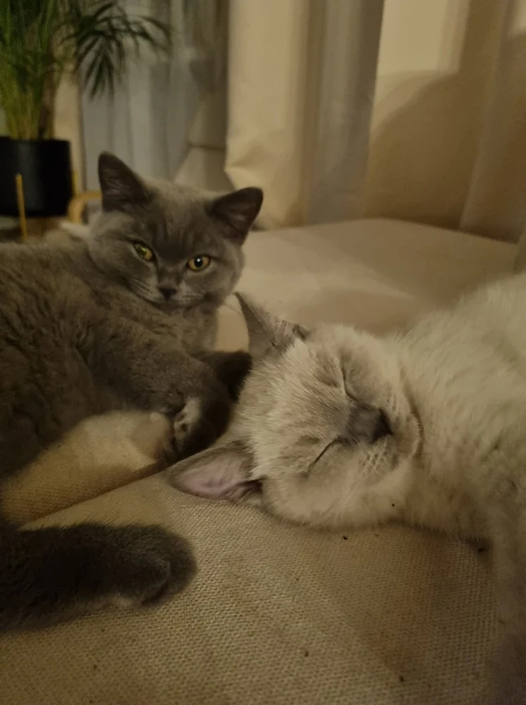 Światowy Dzień Kota 25