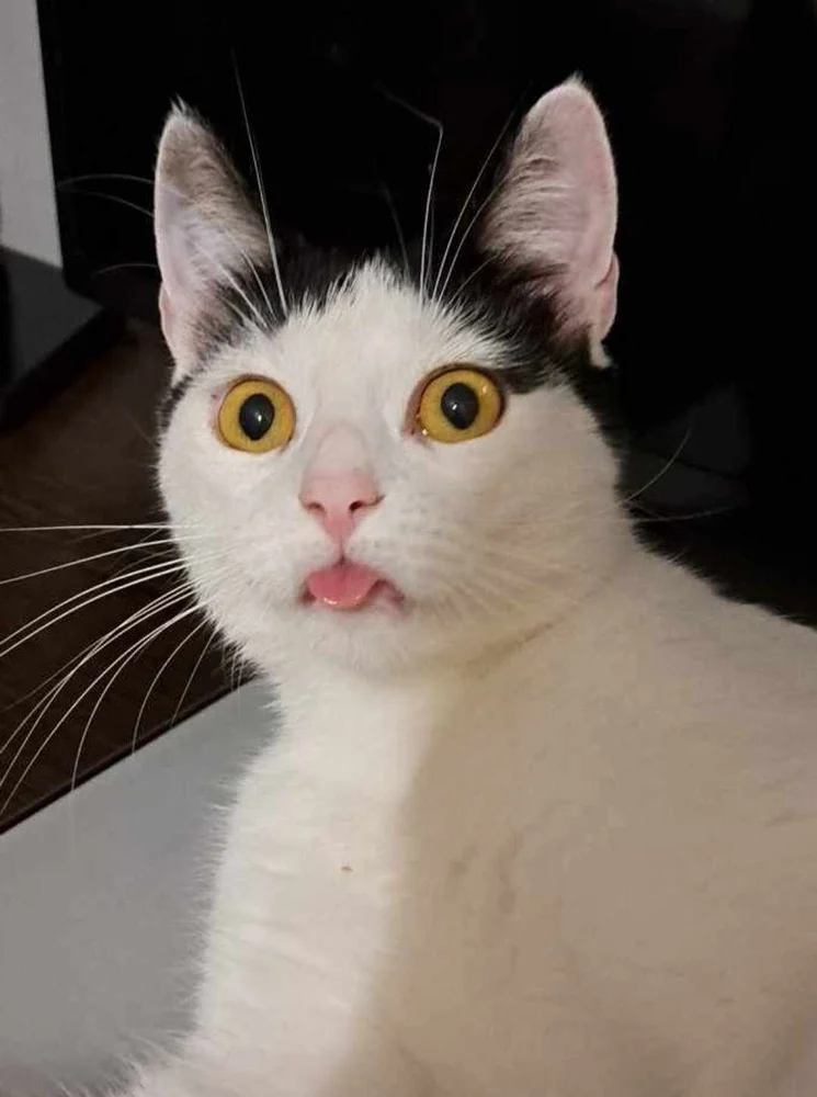 Światowy Dzień Kota 26