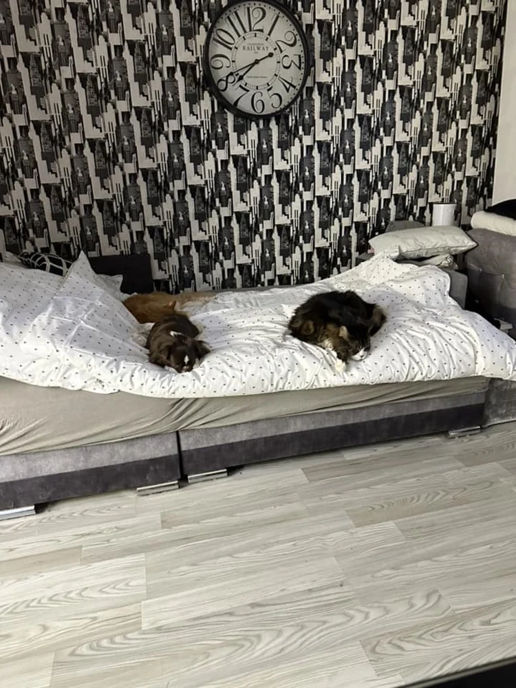 Światowy Dzień Kota 27