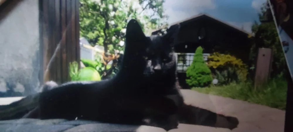 Światowy Dzień Kota 28