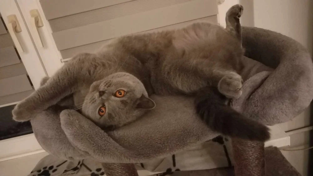 Światowy Dzień Kota 29