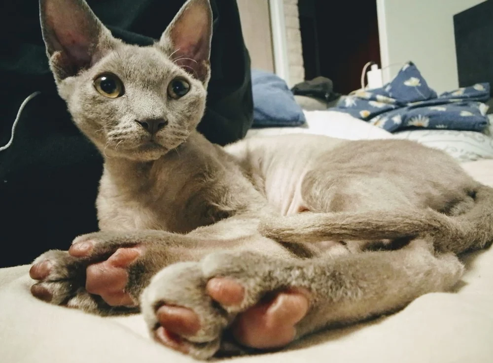 Światowy Dzień Kota 30