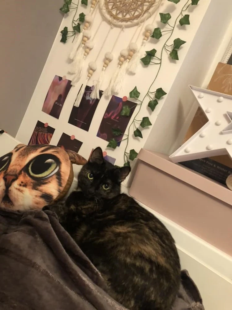 Światowy Dzień Kota 31