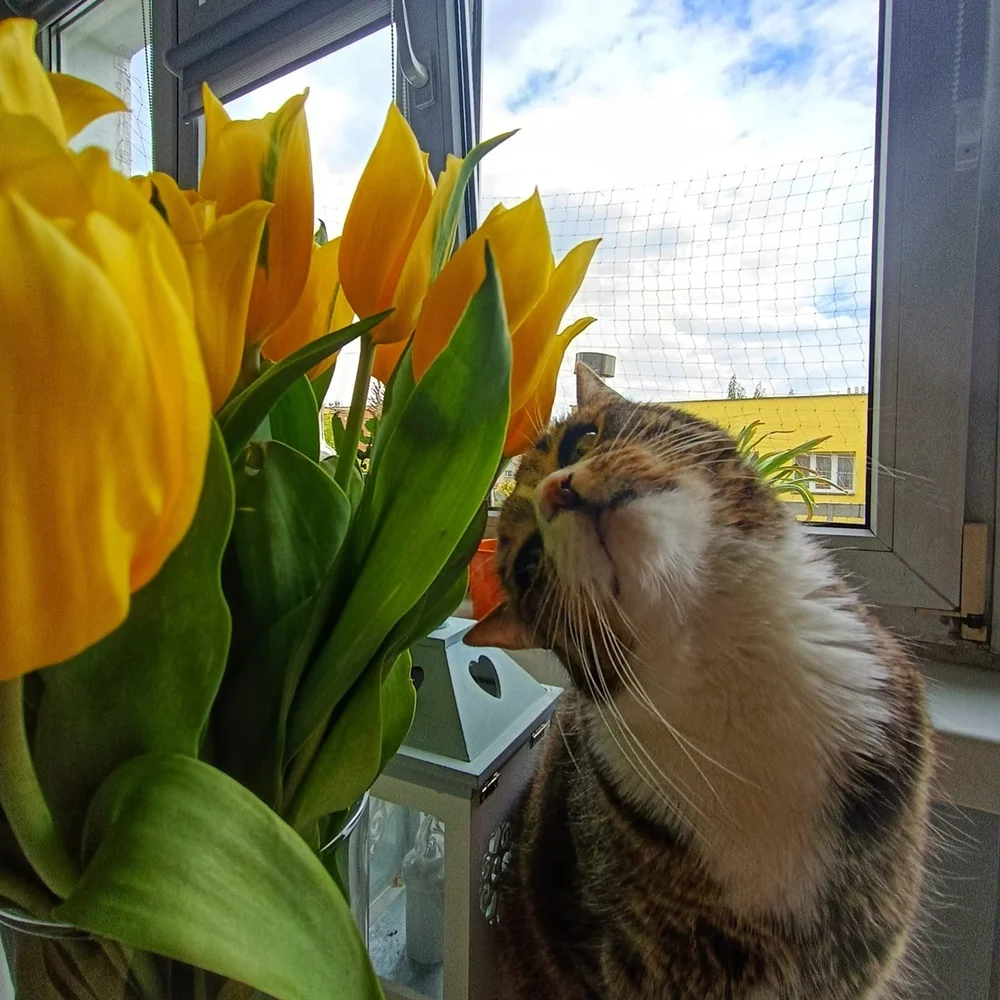 Światowy Dzień Kota 32