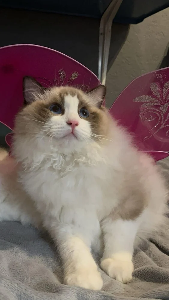 Światowy Dzień Kota 33