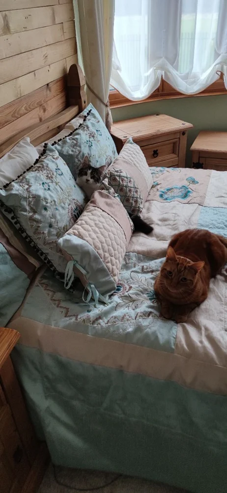 Światowy Dzień Kota 34