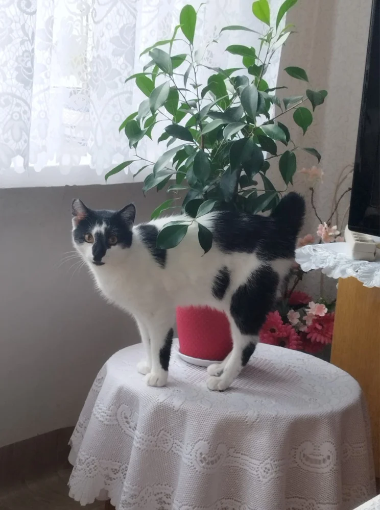 Światowy Dzień Kota 35