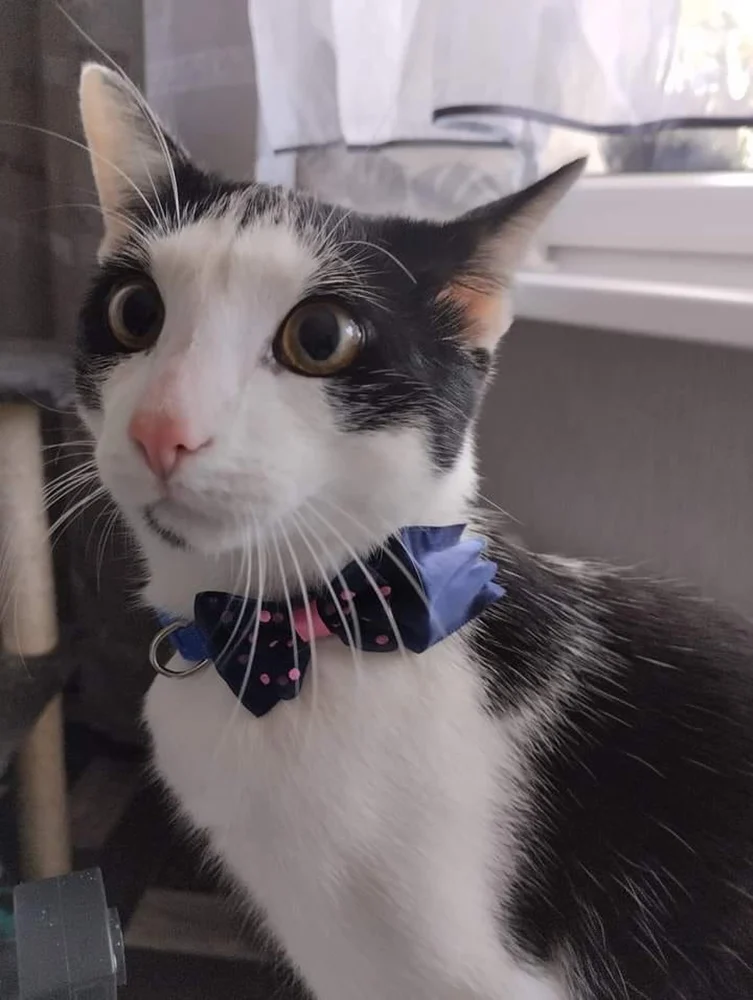 Światowy Dzień Kota 36