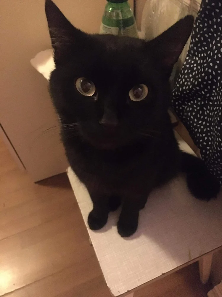 Światowy Dzień Kota 37