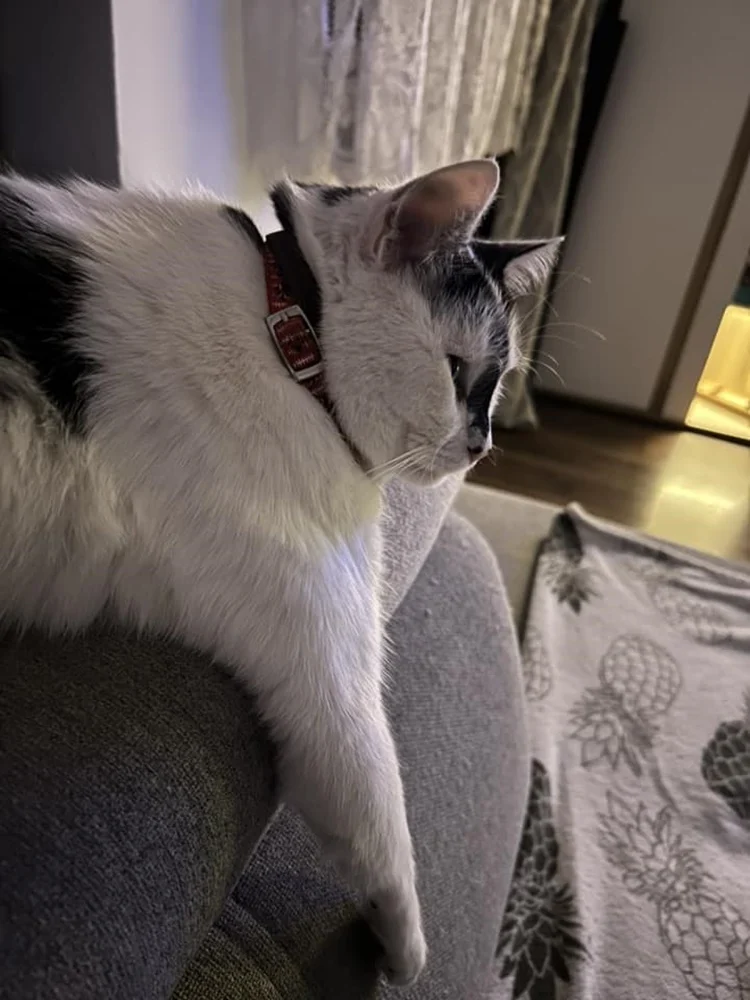 Światowy Dzień Kota 38