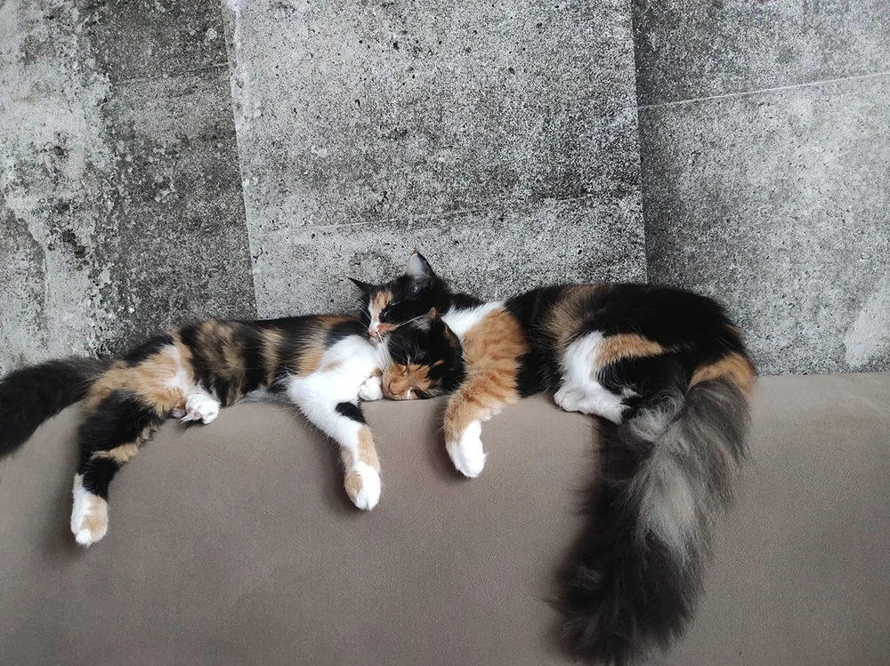 Światowy Dzień Kota 39