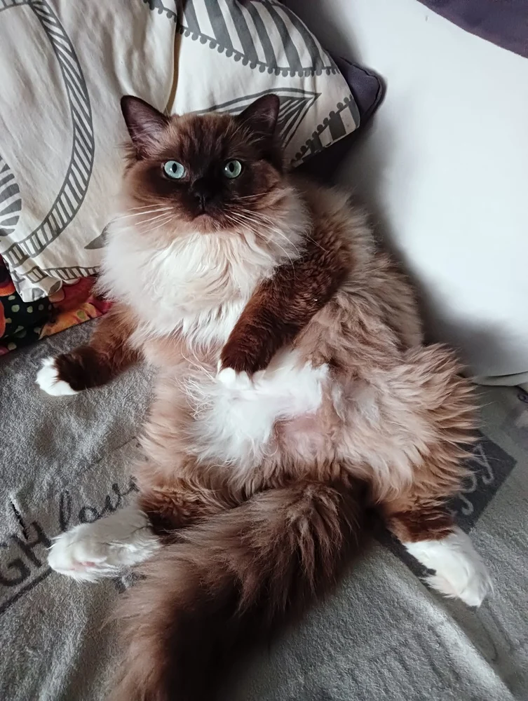 Światowy Dzień Kota 40