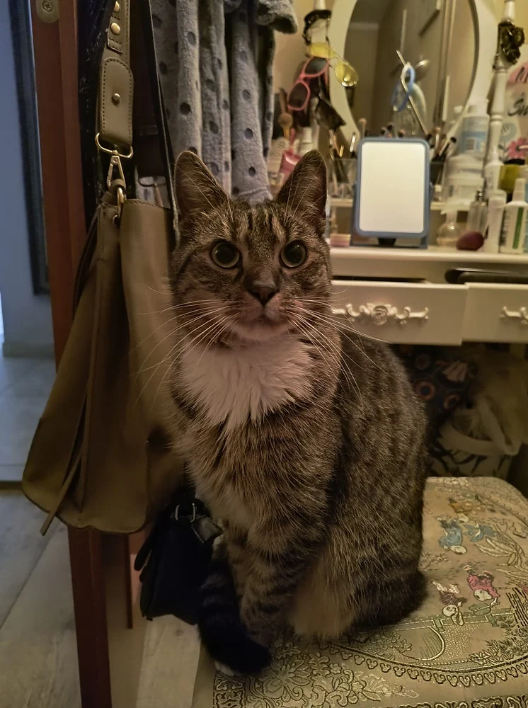 Światowy Dzień Kota 42