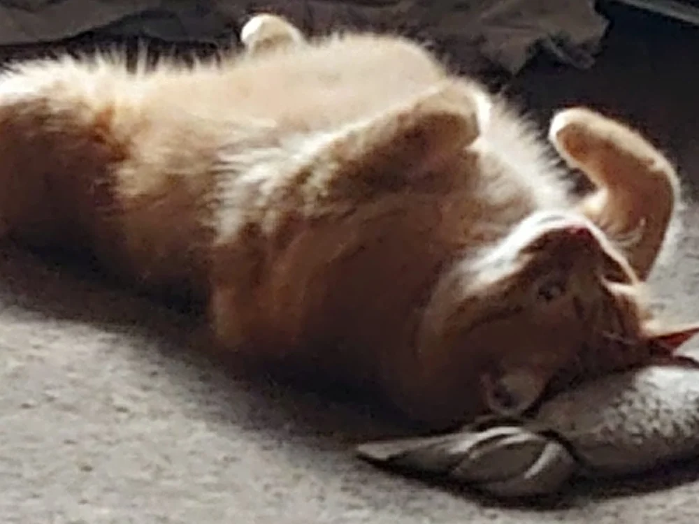 Światowy Dzień Kota 43