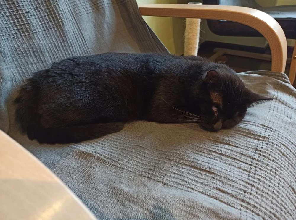 Światowy Dzień Kota 44