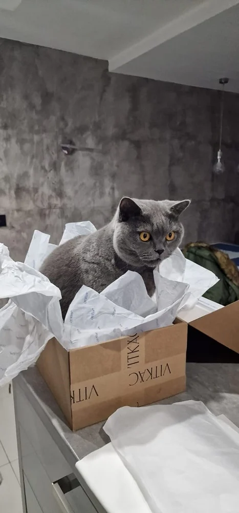 Światowy Dzień Kota 45