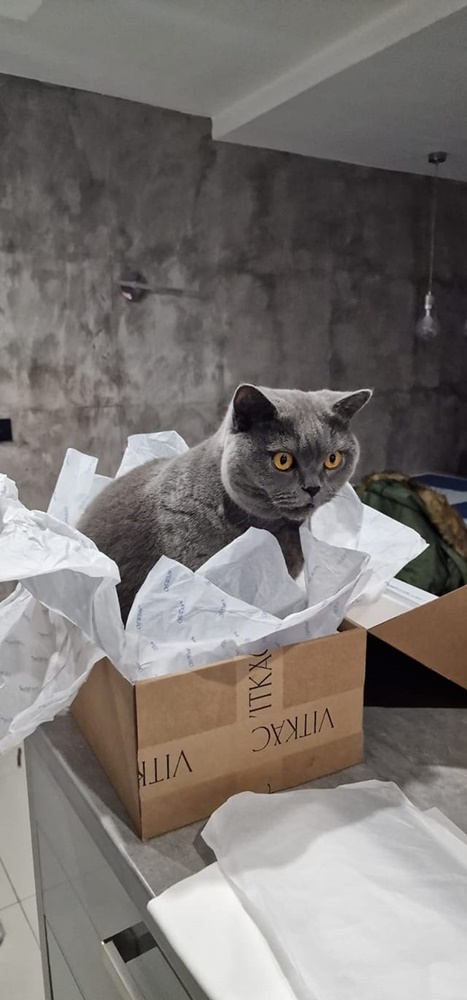 Światowy Dzień Kota 45