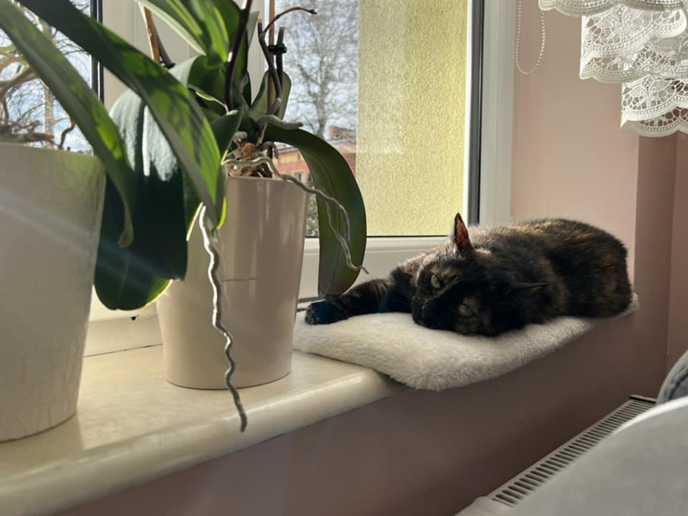 Światowy Dzień Kota 46