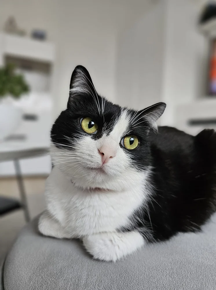 Światowy Dzień Kota 47