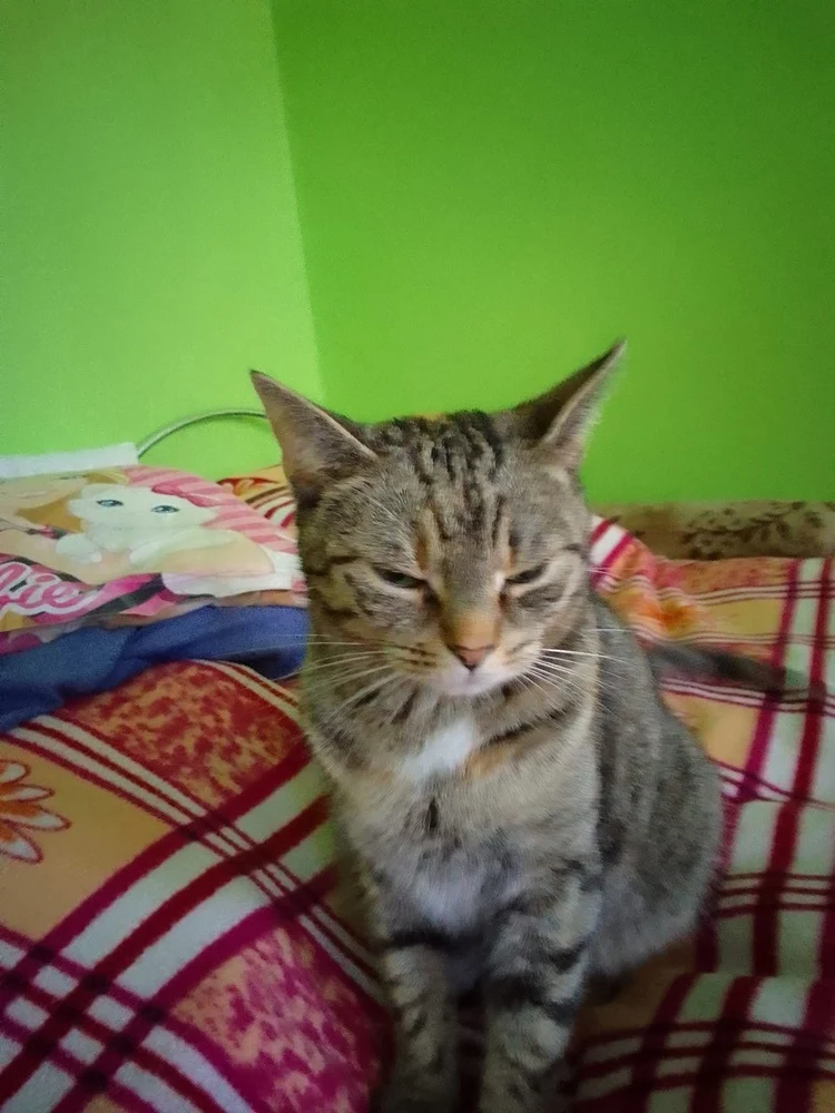 Światowy Dzień Kota 48