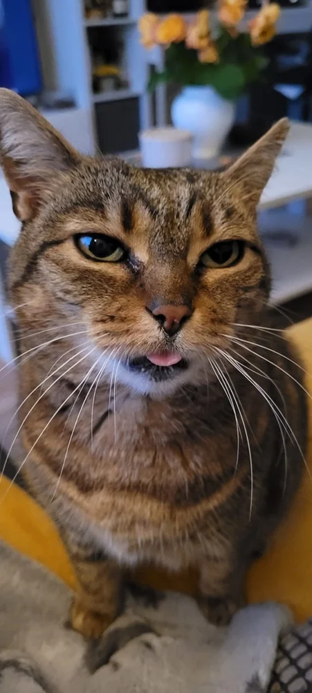 Światowy Dzień Kota 49