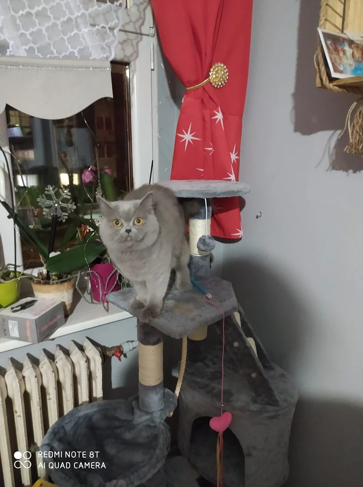 Światowy Dzień Kota 50